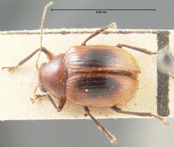 Media type: image; Entomology 9809   Aspect: habitus dorsal view